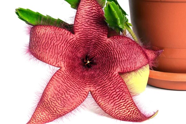 Stapelia 鳙花白色背景 — 图库照片