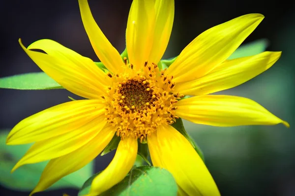 Tournesol Dans Jardin — Photo