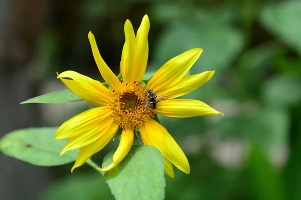 Slunečnice Květ Zahradě — Stock fotografie