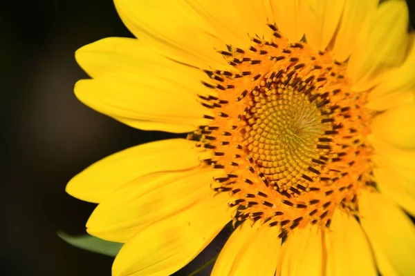 Slunečnice Květ Zahradě — Stock fotografie