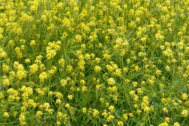 White mustard flowers in field clipart