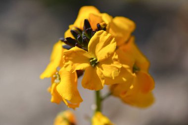 Erysimum capitatum çiçek bahçesinde