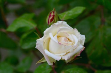 Bahçesinde gül bud güzellik