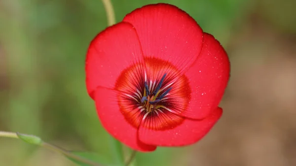 Red Poppy Flower Garden — Stock Photo, Image