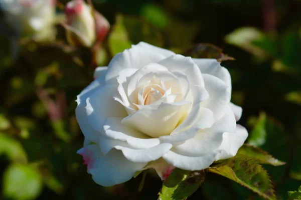 Rose Brote Belleza Jardín — Foto de Stock