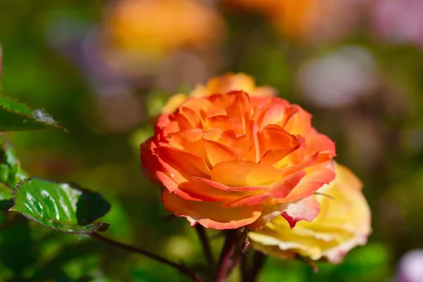 Rose Brote Belleza Jardín — Foto de Stock