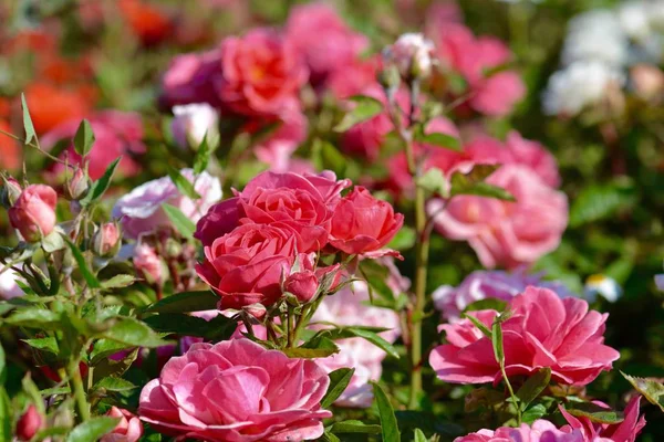 Flores Rosas Jardín — Foto de Stock