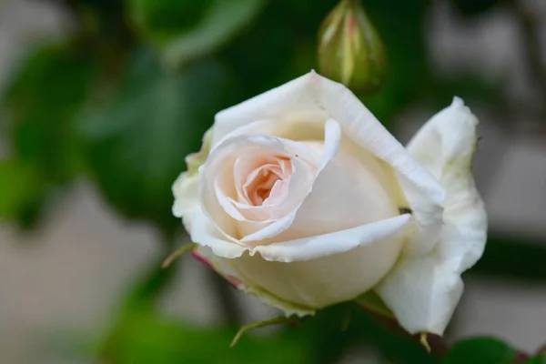 Rose Brote Belleza Jardín — Foto de Stock