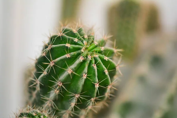 Planta Cactus Espinoso Jardín —  Fotos de Stock