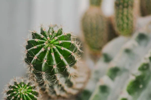 Planta Cactus Espinoso Jardín —  Fotos de Stock
