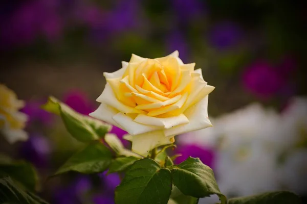 Rose Brote Belleza Jardín — Foto de Stock