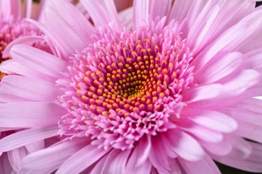 Pembe gerbera çiçek arka plan