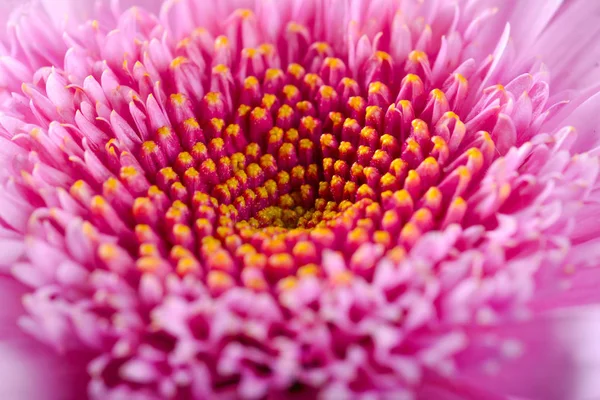 Gerbera Rose Fond Fleur — Photo