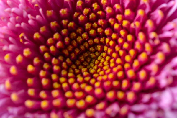 Gerbera Rose Fond Fleur — Photo