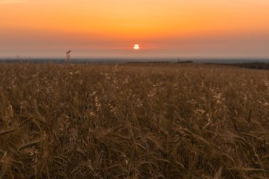 Tarım buğday alanları, gündoğumu. Seçici odak