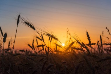 Tahıl buğday alanları gündoğumu
