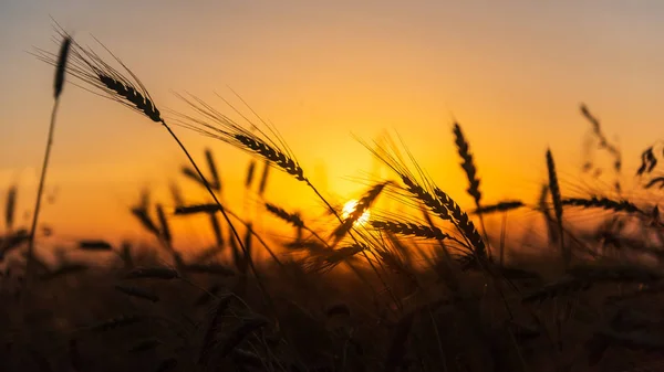 Campos Trigo Amanecer —  Fotos de Stock