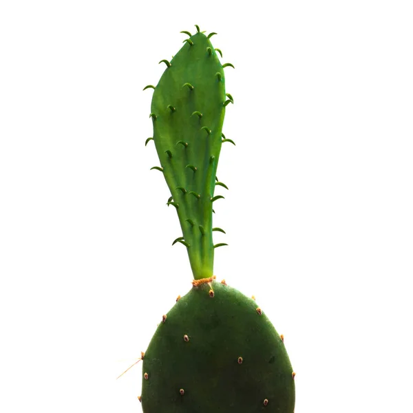 Fico India Cactus Sfondo Bianco — Foto Stock