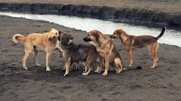 Perros Sin Hogar Orilla Del Mar —  Fotos de Stock