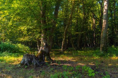 Yeşil yaz ormandaki yaşlı güdük