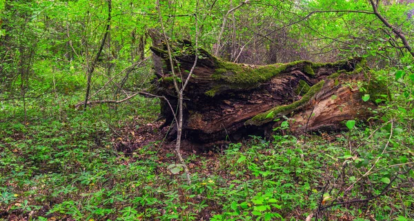 Oude Mos Bedekt Stomp Het Bos — Stockfoto