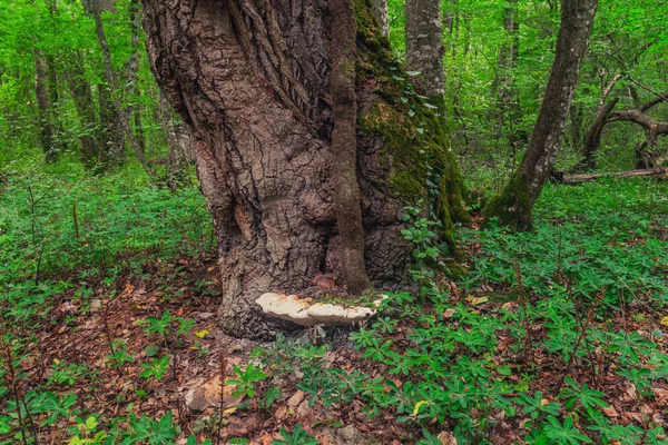 木の幹に巨大なキノコの寄生虫 — ストック写真