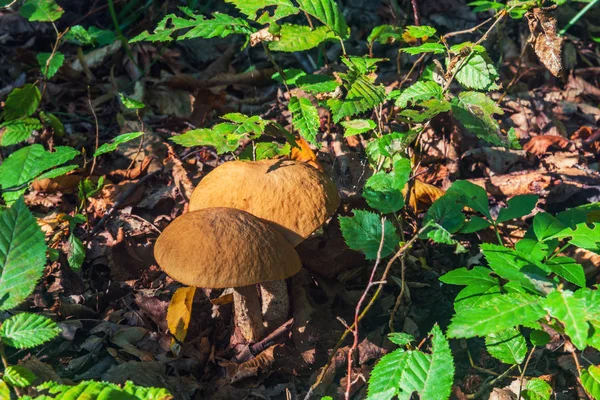 Champignons Dans Herbe — Photo