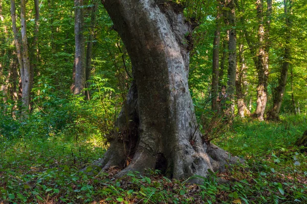 Eski Kalın Ormanda — Stok fotoğraf