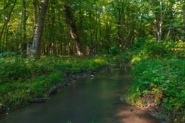 Creek Green Forest — Stock Photo, Image
