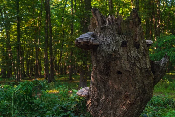 森の古い木の幹 — ストック写真