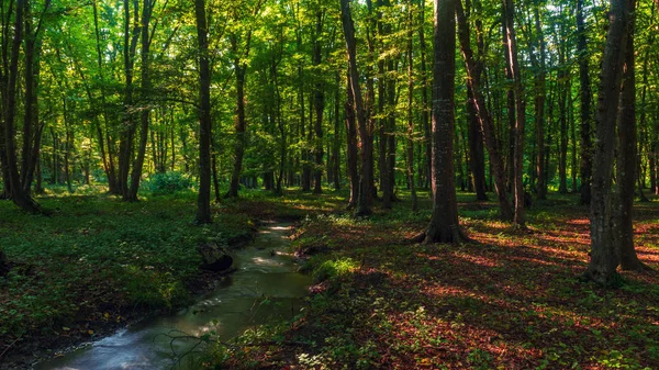 Een Kreek Een Groene Zomer Forest — Stockfoto