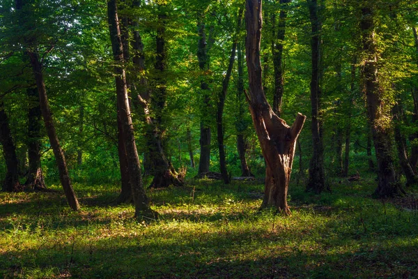 Dichte Groene Bossen Zonlicht — Stockfoto