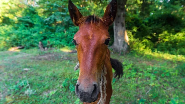 Foal Prado —  Fotos de Stock