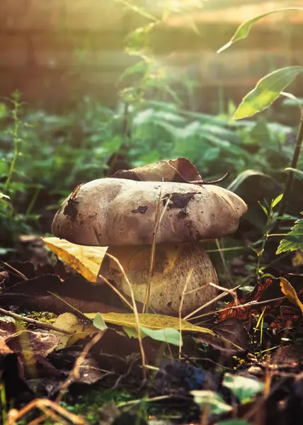 Champignons Dans Herbe — Photo