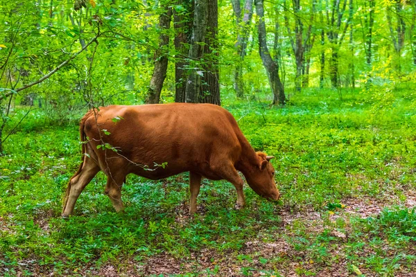 Una Vaca Está Pastando Bosque —  Fotos de Stock