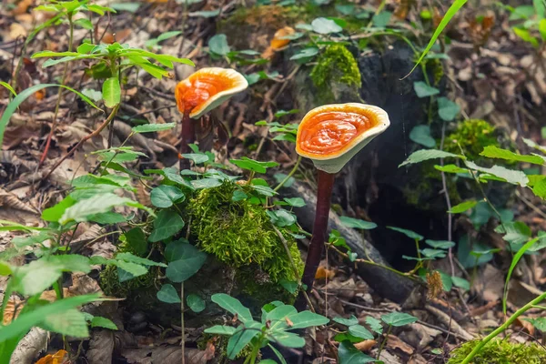 Champignon Dans Forêt — Photo