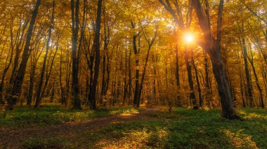 Güneş ışını kalın ağaçların dallarında yoğun sarı sonbahar orman yoluyla