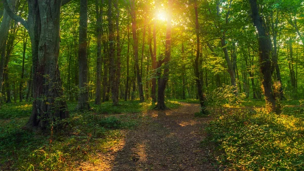 Zonnestralen Door Dikke Bomen Takken Dicht Groen Bos — Stockfoto