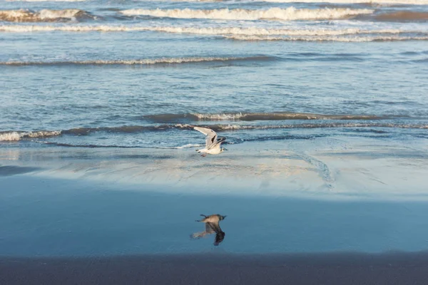 Fiskmås Flyger Över Havsstranden — Stockfoto