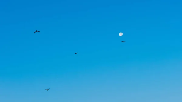 Зграя Птахів Місяць Ранковому Блакитному Небі — стокове фото