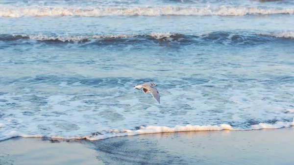 Fiskmås Flyger Över Havsstranden — Stockfoto