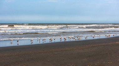 Bir sürü martı deniz sahil tarafından
