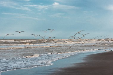 Deniz sahil üzerinde uçan martılar