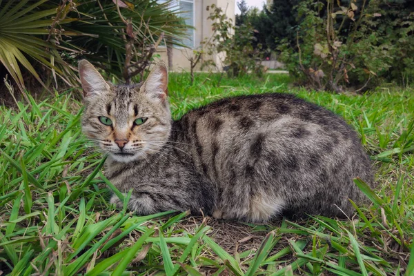 Porträt Einer Gefleckten Katze Auf Gras — Stockfoto