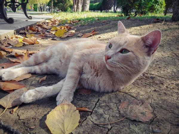 Homeless Ginger Beautiful Cat Park — Stock Photo, Image