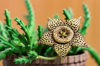 Stapelia variegata çiçek çiçeklenme