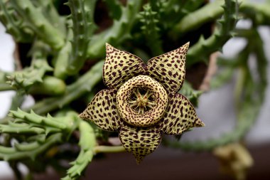 Stapelia variegata çiçek çiçeklenme