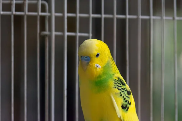 Papagaio Amarelo Uma Jaula — Fotografia de Stock