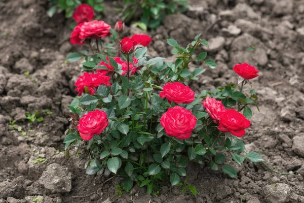 Rosales Rojos Jardín — Foto de Stock