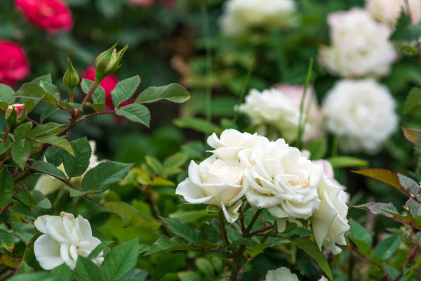 Rosales Blancos Jardín — Foto de Stock